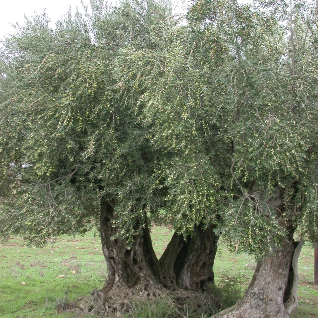 They had become ambassadors for the humble olive...